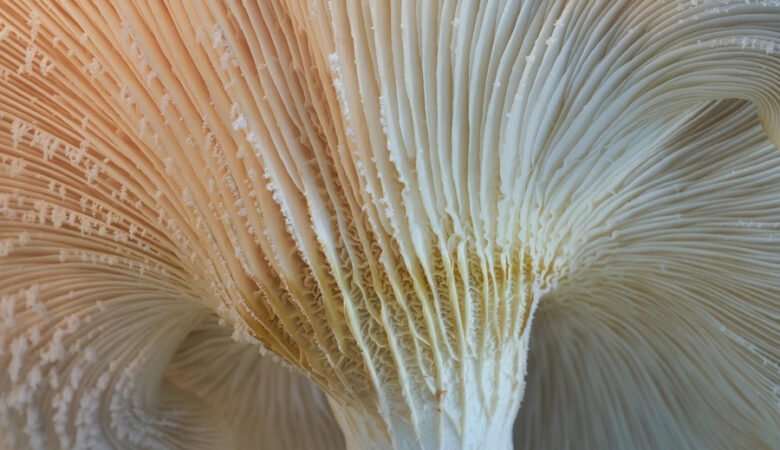 Gli antimicotici non devono essere presi in modo automatico