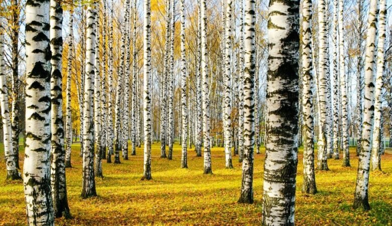 Come scegliere un buon integratore a base di D-Mannosio?