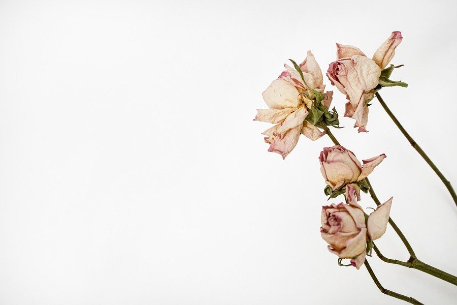 SOS: flora di Döderlein assente