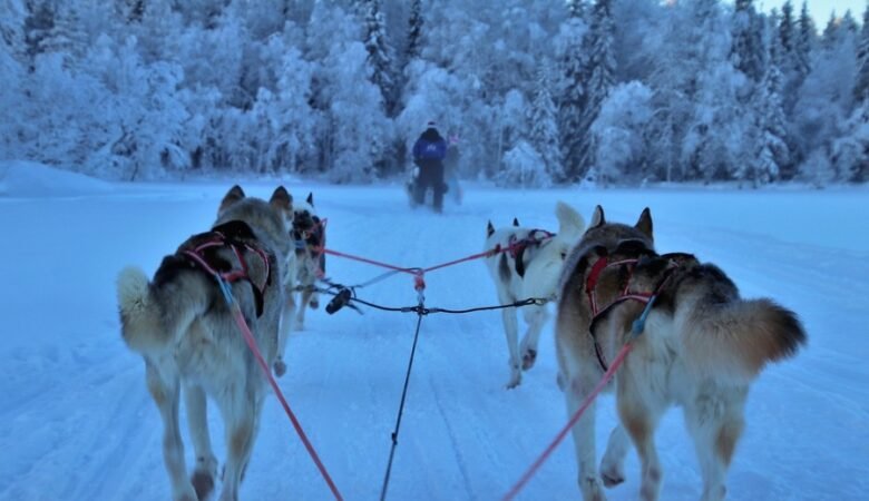 Azione del D-Mannosio sul transito intestinale