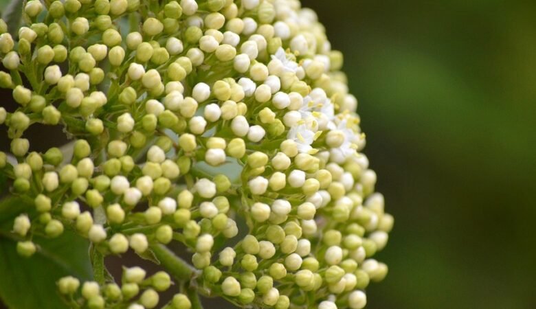 Citolisi o vaginite di Döderlein