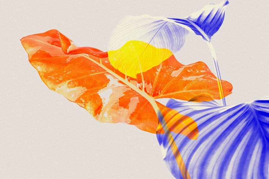 Ureaplasma e Micoplasma