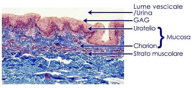 Anatomia delle vie urinarie basse e GAG