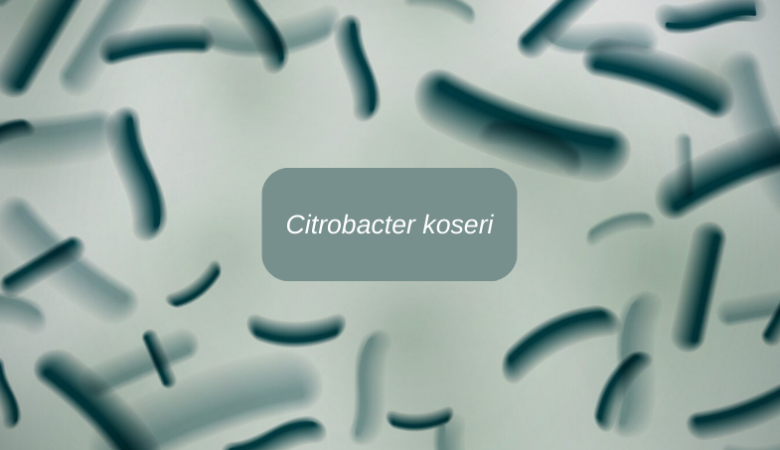 Citrobacter koseri: specie aliena o semplice batterio?